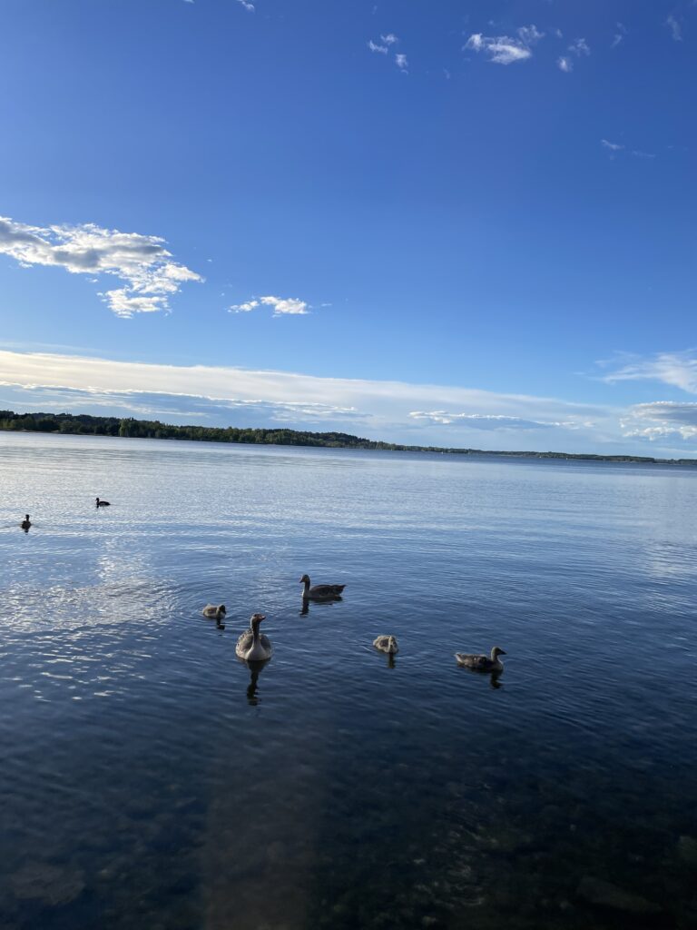 Der Chiemsee mit ein paar Enten im Vordergrund und im Hintergrund ist eine Insel zu sehen.